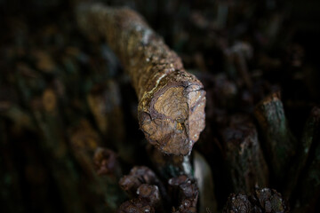 Cut ayahuasca vines close-up. Liana for preparing a psychedelic broth. Ancient traditional medicine of the shamans of Peru