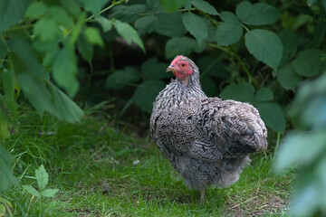 3 - three quarter profile of an intricately patterned pet chicken.