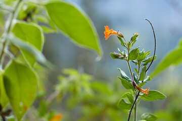 flor sierra ecuador