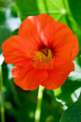 Orange Nasturtium flower in full bloom in a garden in summer, United Kingdom