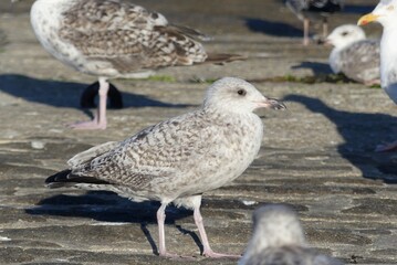 young seagull in brittany