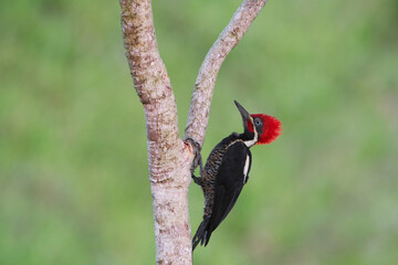 Carpintero Marcial ( campephilus melanoleucos) © Elkin