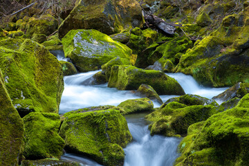 Toketee Creek, running through green moss covered boulders, near Diamond Lake, Oregon.
