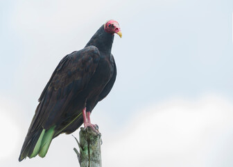 Guala Cabecirroja (cathartes aura)