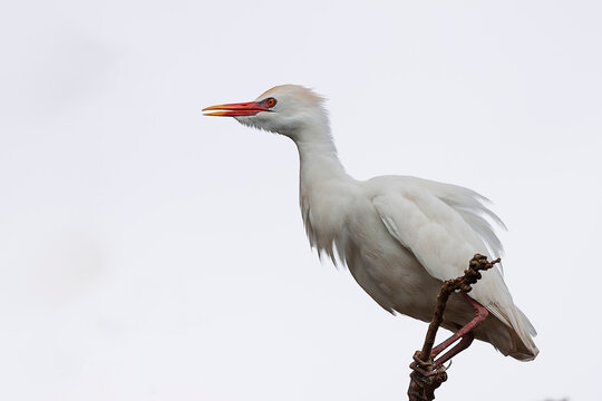 Garza Bueyera (bubulcus ibis)