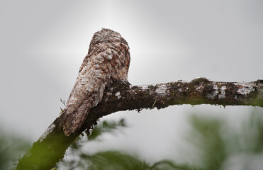 Bien Parado Comun (Nyctius griseus)