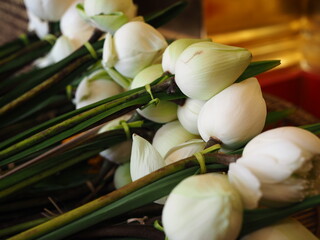 bouquet of white lotus