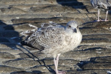 young seagull