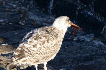 black headed gull