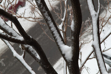 frozen snow on tree branches