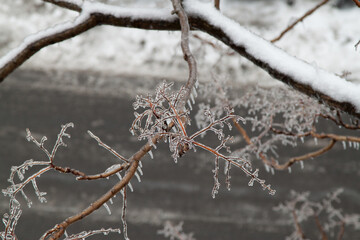 frozen tree branch with icy glazing