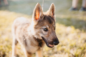 wild wolf puppy tamed by man for a walk.