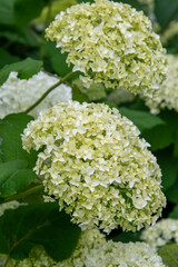 花盛りの白いアジサイ　　　バンクーバー　ブリティッシュコロンビア　カナダ
