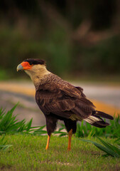 Bird - Pássaro - Gavião - Carcará