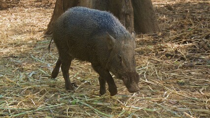wild boar sightings in the nature