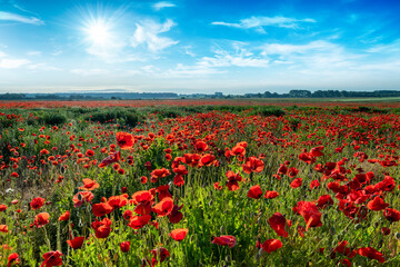 Beautiful summer day over poppy field
