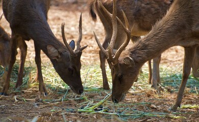 a group of skinny deer eating in the grass