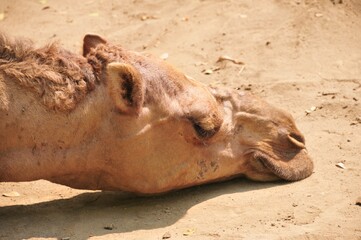 camels that lie dormant in the badlands during the hot day