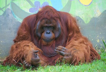 an orangutan sitting and look sad in a zoo © Agoeng