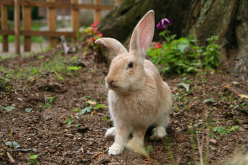 Home cute orange rabbit sitting on the ground. Furry animal in agriculture. Eared hare in the park