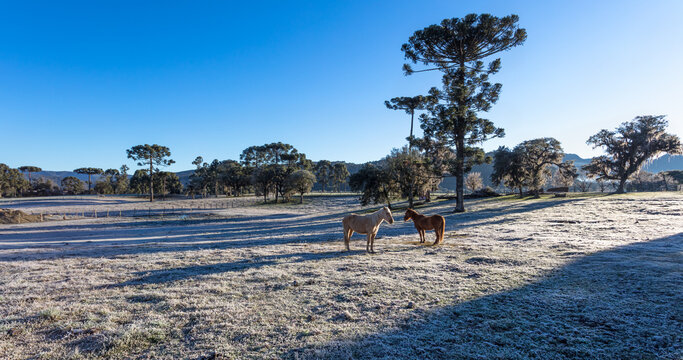 Paisagem rural com geada no campo e dois cavalos