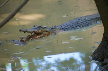 swamp crocodiles are resting during the day