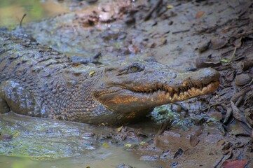 Obraz premium swamp crocodiles are resting during the day