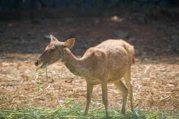 Skinny deer are eating alone in the grass