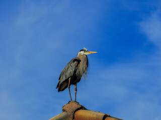 Great blue heron standing on tip of roof, isolated against blue sky