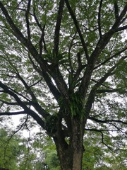 Fototapeta premium trees in the park