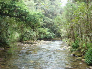 river in the forest