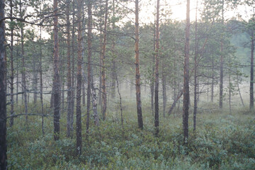 morning in the wood of pine forest