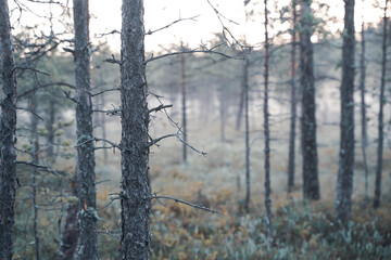 Obraz premium fog in the forest in early morning