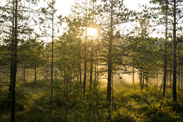 Warm sunrise in the forest