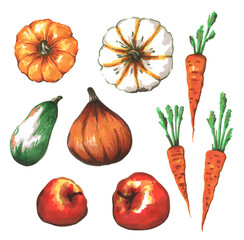 Harvest autumn vegetables carrots pumpkin apples zucchini hand drawn illustration
