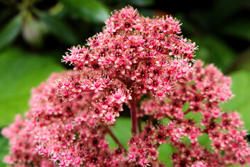 Pink clusters of flowers