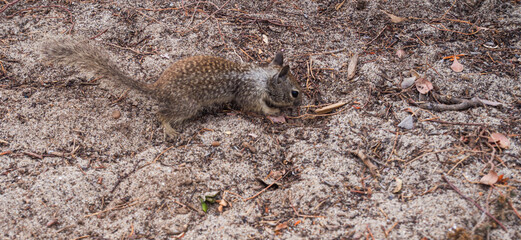 squirrel on a beige background side view