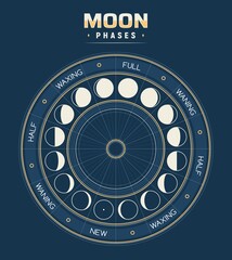 Moon phases, vector calendar of lunar cycles new, waning, half, full and waxing. Astronomy or astrology science, moon phases or stages inside of circle with separated segments. Earth satellite poster © Buch&Bee