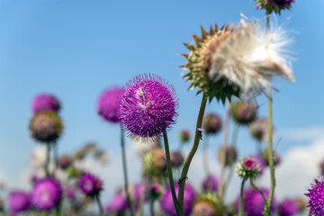 Meadow with flowering milk thistle