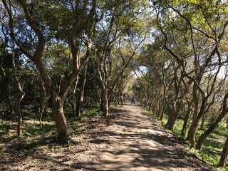 Fototapeta premium path in the park