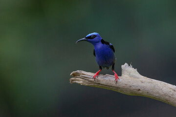 Fototapeta premium Mielero petirrojo (cyanerpes cyaneus)