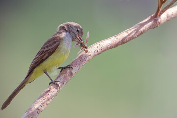 Atrapa Moscas
