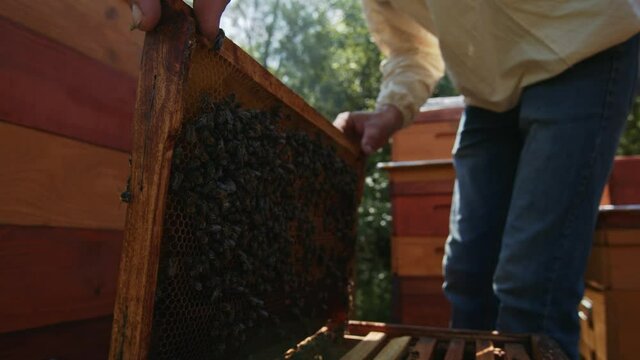 Beekeeper checks honeycomb bee frame and placing back into the beehive. Honey production. Apiary. Apiculture business. Natural product. Eco.