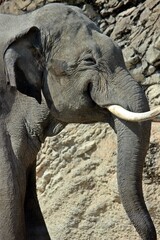 Smiling Elephant 