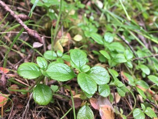 Bright green leaves on forest floor