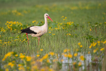 white stork in the meadow with yellow flowers 