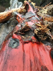 Bright red driftwood, textured
