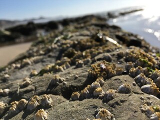 Barnacles on rocks with Oregon coastline in the background