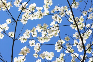 white dogwood tree flowers on blue sky background