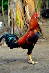 
chicken, rooster, large, red-feathered neck, red black blue wings, blue-black tail